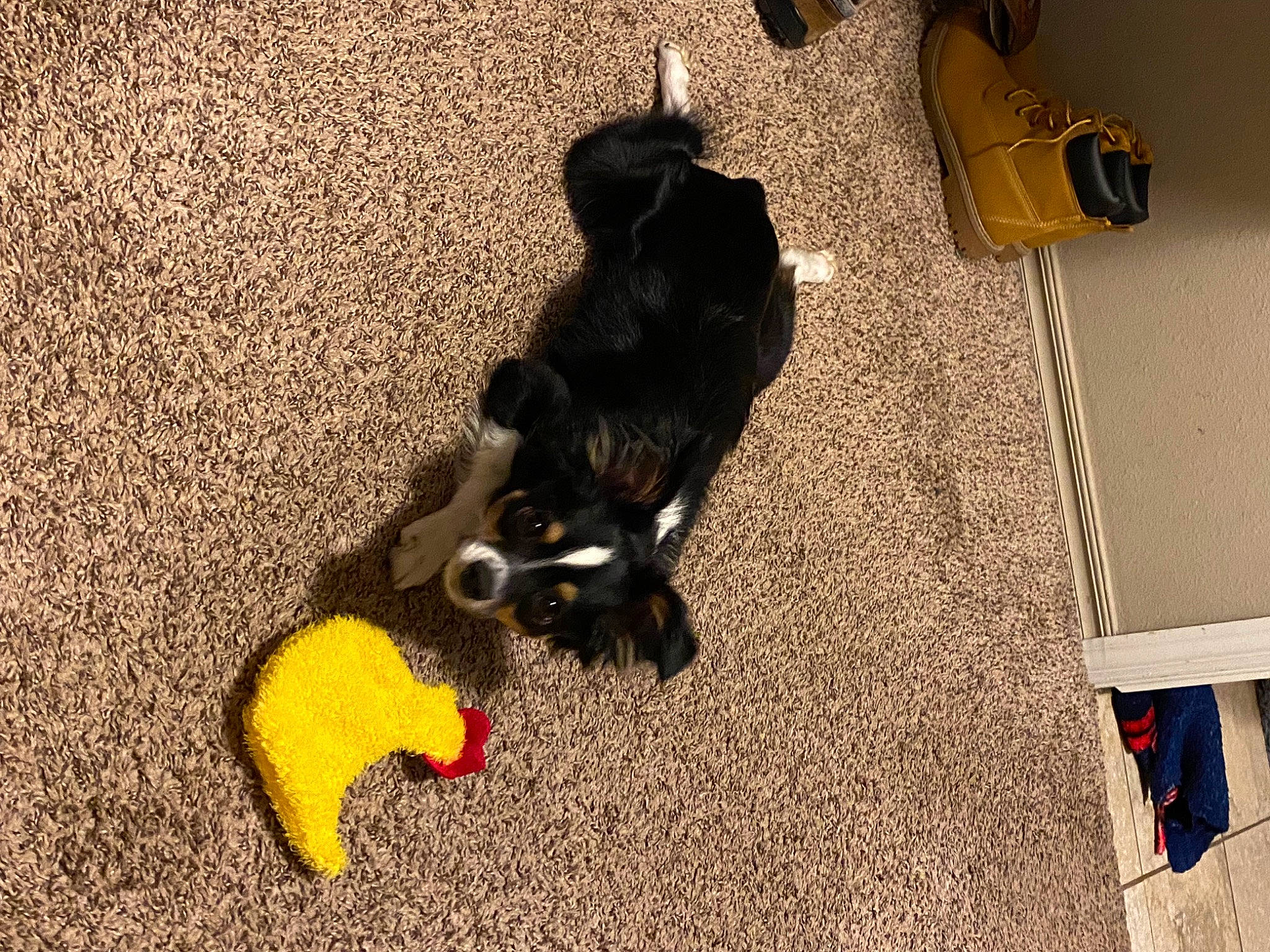 Brady joined the competition — help win amazing prizes! canidae, carnivore, comfort, companion_dog, dog, dog_breed, dog_supply, felidae, floor, flooring, fur, hardwood, pet_supply, room, small_to_medium_sized_cats, sporting_group, tail, toy_dog, whiskers, working_animal