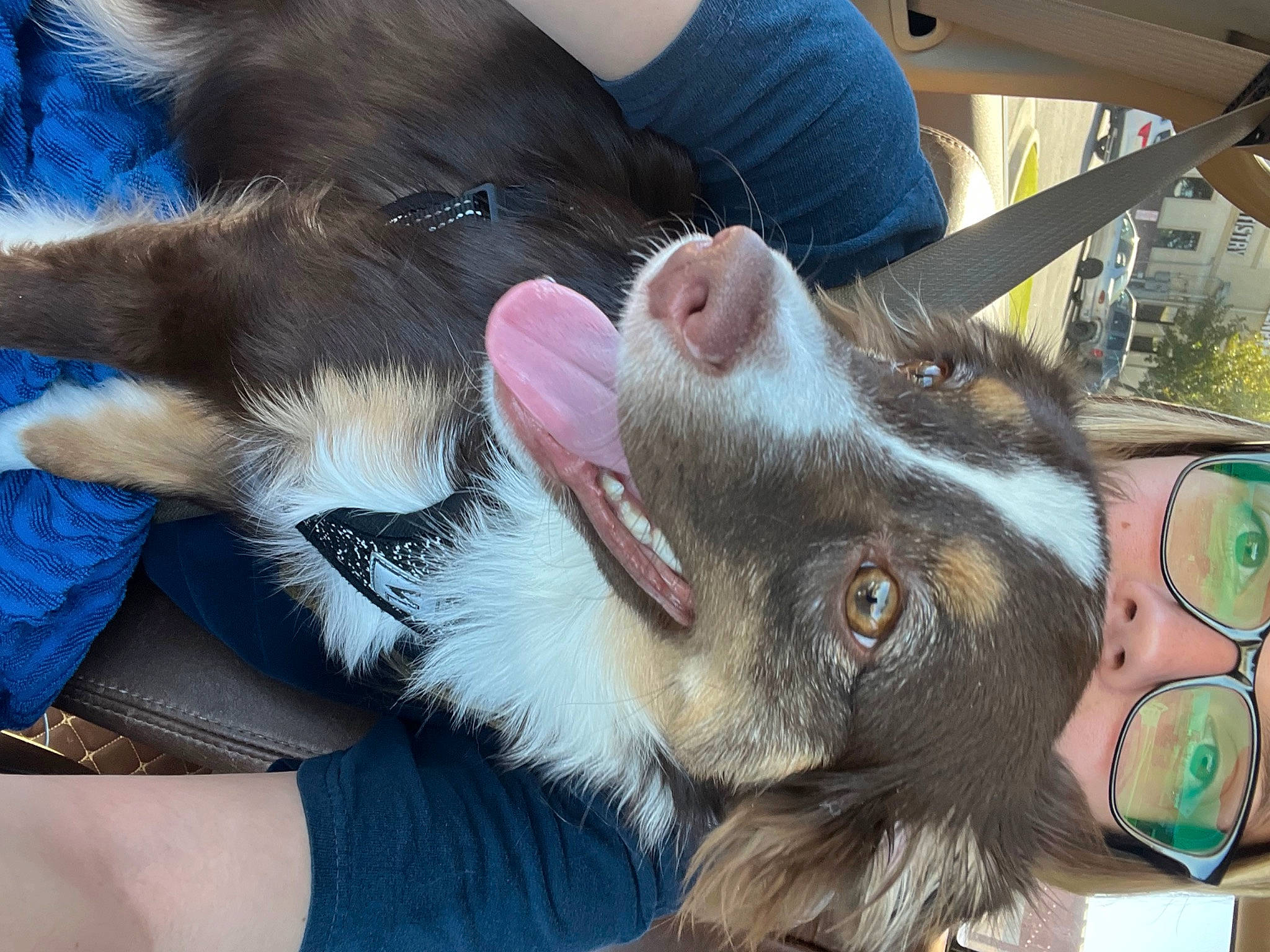 Cutler joined the competition — help win amazing prizes! carnivore, claw, companion_dog, dog_breed, ear, fawn, felidae, fur, gesture, human_leg, liver, mammal, paw, small_to_medium_sized_cats, snout, sporting_group, tail, vertebrate, whiskers, working_animal