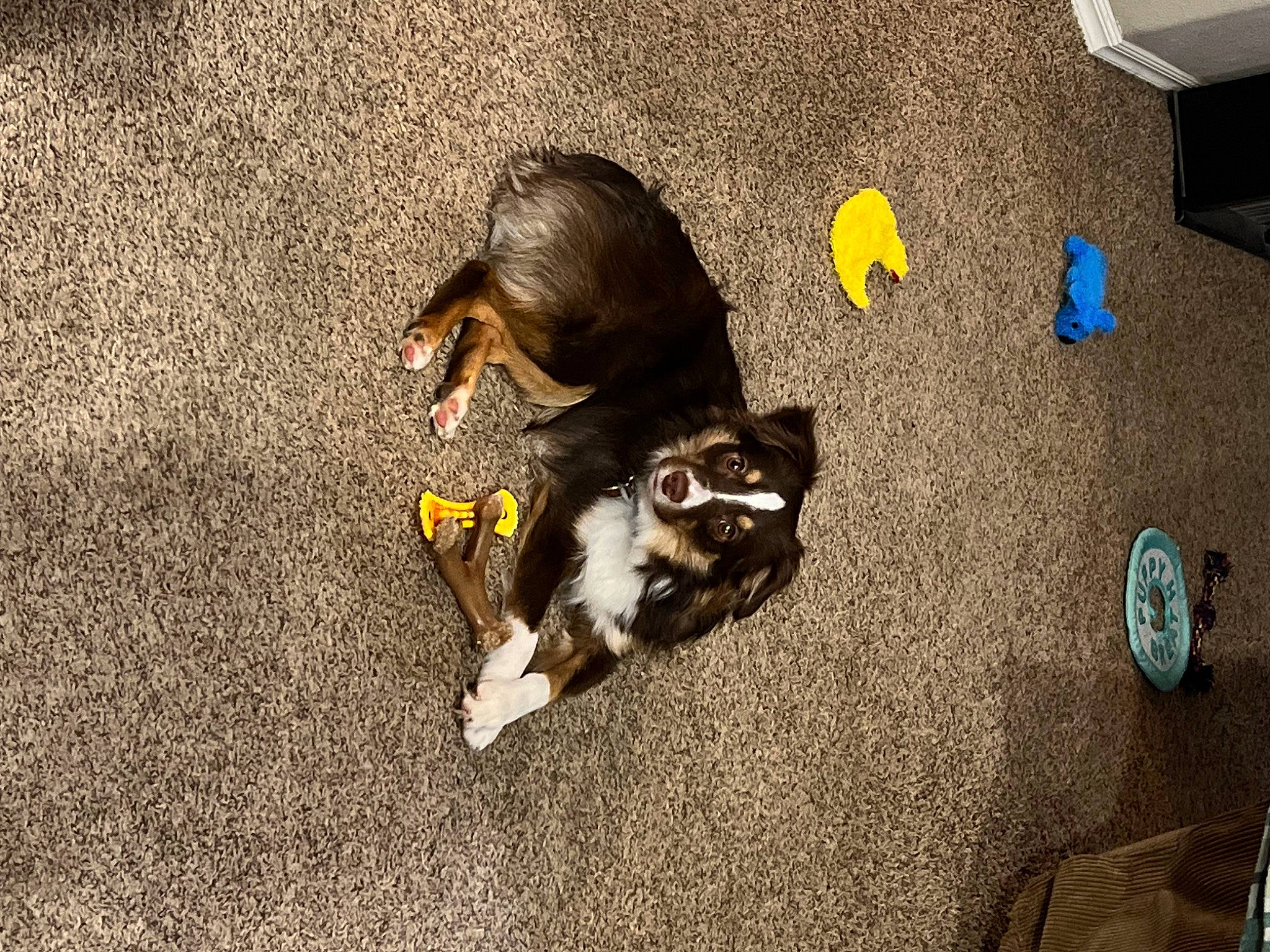 Cutler is registered to the contest to win money with this photo: asphalt, carnivore, cat, comfort, companion_dog, dog_breed, domestic_short_haired_cat, felidae, floor, flooring, fur, grass, grey, hardwood, paw, road_surface, small_to_medium_sized_cats, tail, whiskers, wood