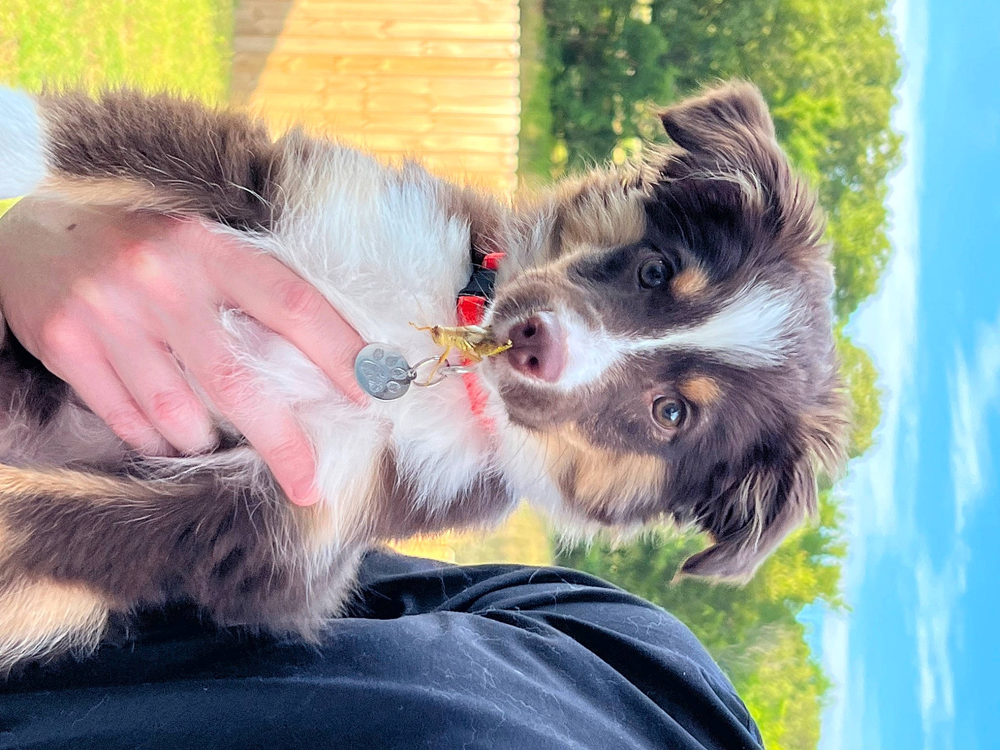 Cutler joined the competition — help win amazing prizes! canidae, carnivore, claw, collar, companion_dog, dog, dog_breed, dog_collar, dog_supply, ear, fur, grass, sky, snout, sporting_group, tail, terrier, whiskers, working_animal, working_dog