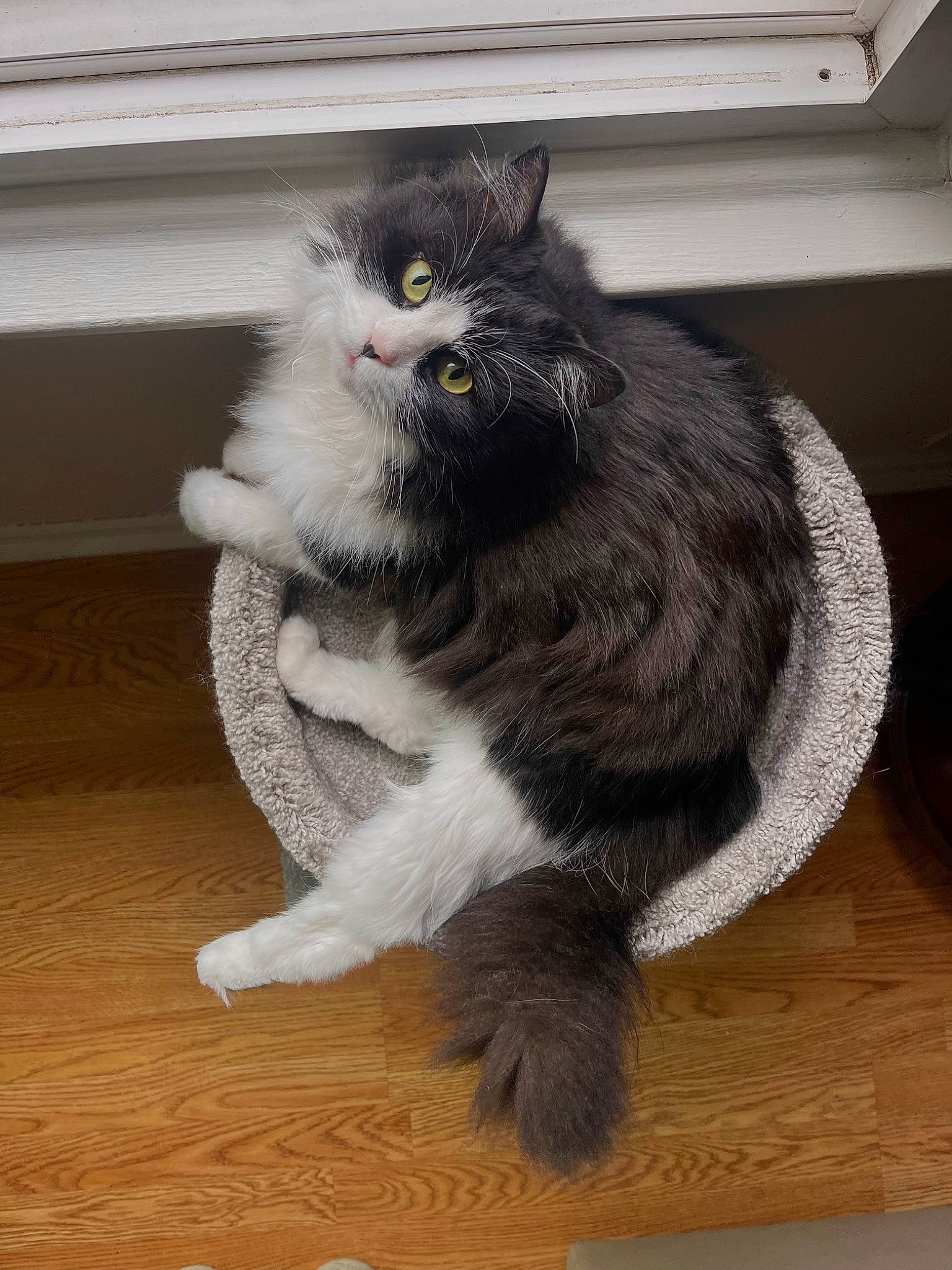 Blair Waldorf joined the competition — help win amazing prizes! automotive_tire, british_longhair, carnivore, cat, claw, domestic_short_haired_cat, felidae, floor, flooring, fur, grey, hardwood, laminate_flooring, paw, small_to_medium_sized_cats, snout, tail, whiskers, wood, wood_flooring