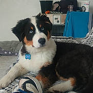 Aros a rejoint le concours — aidez-le/la à gagner de superbes lots ! puppy, dog, blue_eyes, tricolor, couch, blanket, indoor, pet, floor, tile_floor, dog_bed, collar, tag, furniture, clothing, household_items, relaxed, lying_down, curious, living_room