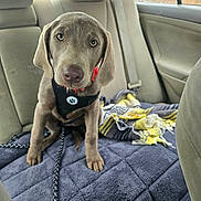 La La is registered to the contest to win money with this photo: animal, backseat, blanket, car_interior, car_seat, cozy, cute, dog, fabric, gray_dog, harness, indoors, leash, looking_at_camera, pet, puppy, seatbelt, sitting, window, young_dog