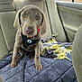 animal, backseat, blanket, car_interior, car_seat, cozy, cute, dog, fabric, gray_dog, harness, indoors, leash, looking_at_camera, pet, puppy, seatbelt, sitting, window, young_dog