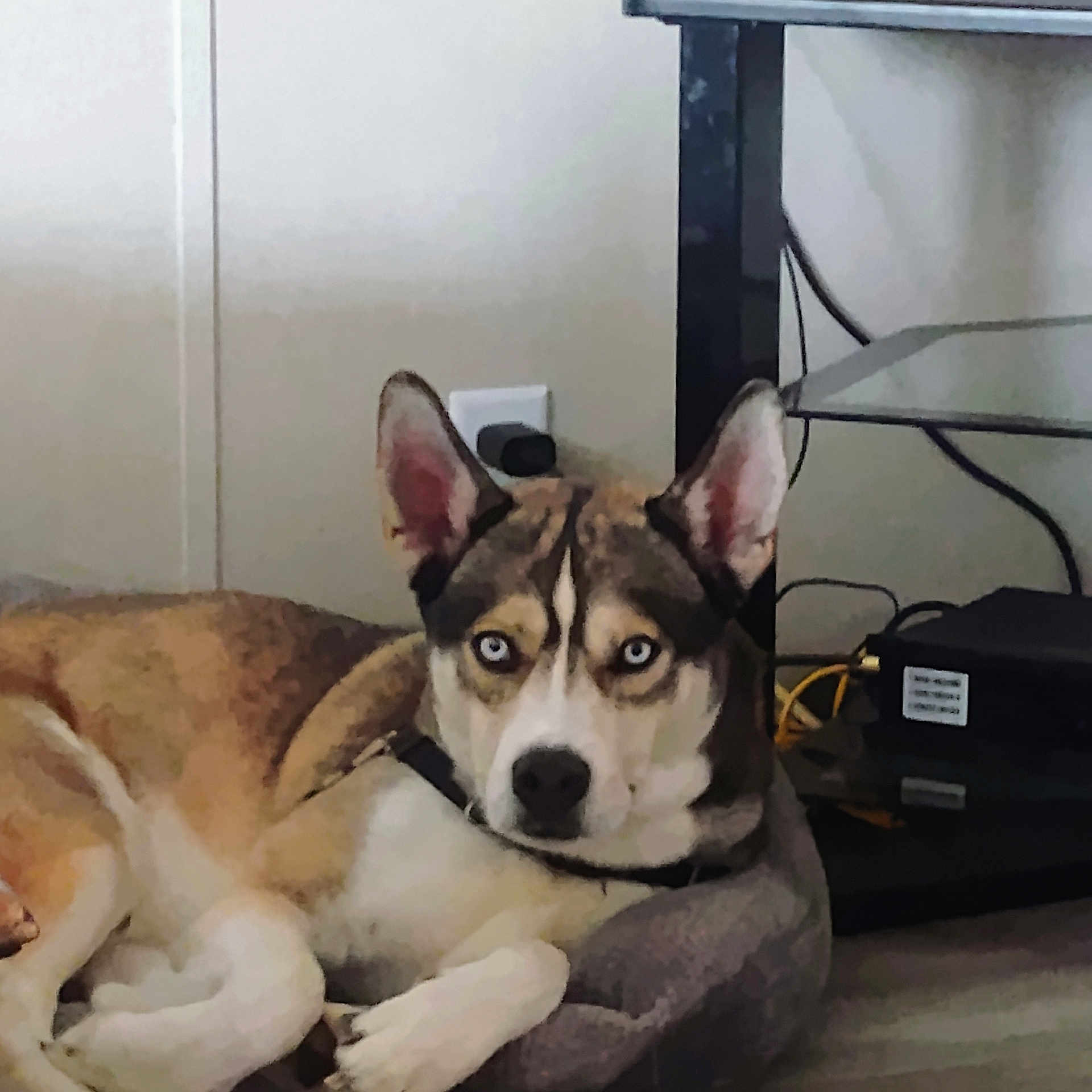 Sebastian joined the competition — help win amazing prizes! alert, animal, blue_eyes, brown_fur, cables, canine, collar, dog, dog_bed, ears_up, electronics, floor, home, husky, indoor, lying_down, pet, relaxed, watchful, white_fur