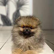 Loky participe au concours pour gagner de l'argent avec cette photo : dog, puppy, pomeranian, fluffy, cute, tongue_out, pet, animal, indoor, tile_floor, portrait, face, fur, small_dog, canine, adorable, sitting, closeup, shadow, blurred_background