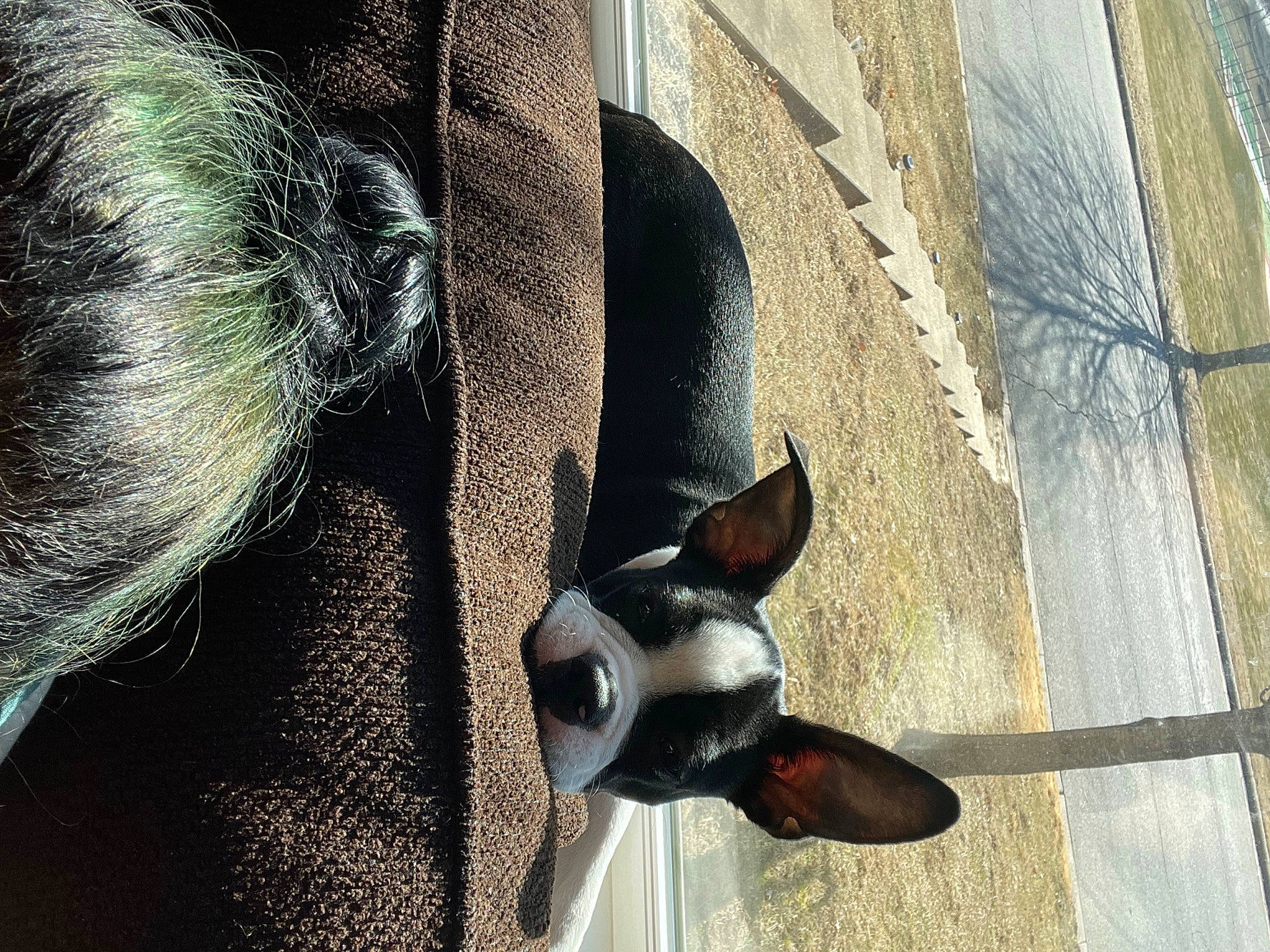 Monster joined the competition — help win amazing prizes! automotive_tire, automotive_wheel_system, beard, canidae, carnivore, companion_dog, dog, dog_breed, eyewear, fawn, light, mammal, musical_instrument, snout, sporting_group, street_fashion, sunglasses, whiskers, wood, working_animal