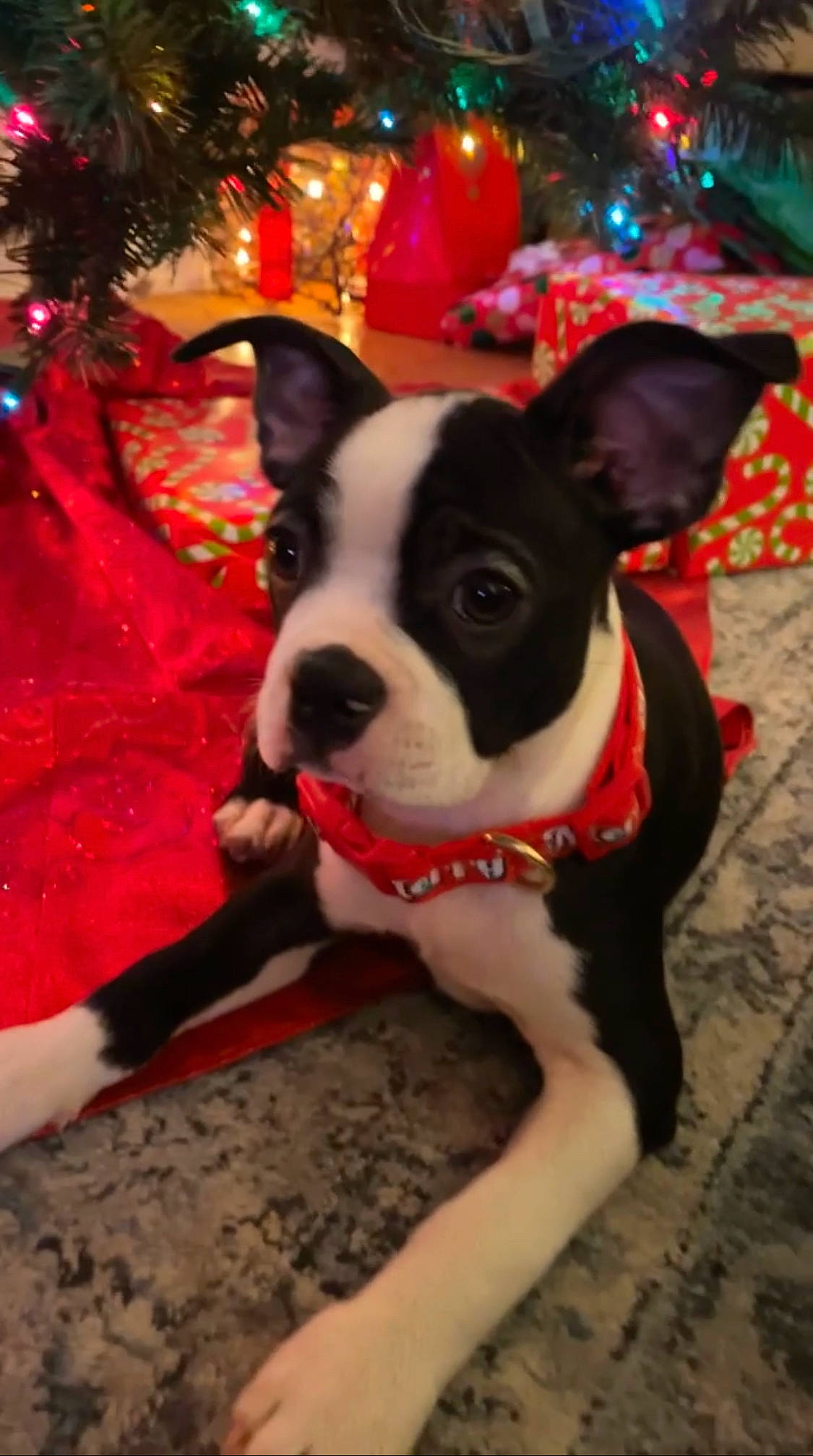 Monster is registered to the contest to win money with this photo: boston_terrier, carnivore, christmas, christmas_decoration, christmas_ornament, christmas_tree, collar, companion_dog, dog, dog_breed, dog_collar, event, fawn, holiday, holiday_ornament, light, lighting, ornament, snout, working_animal