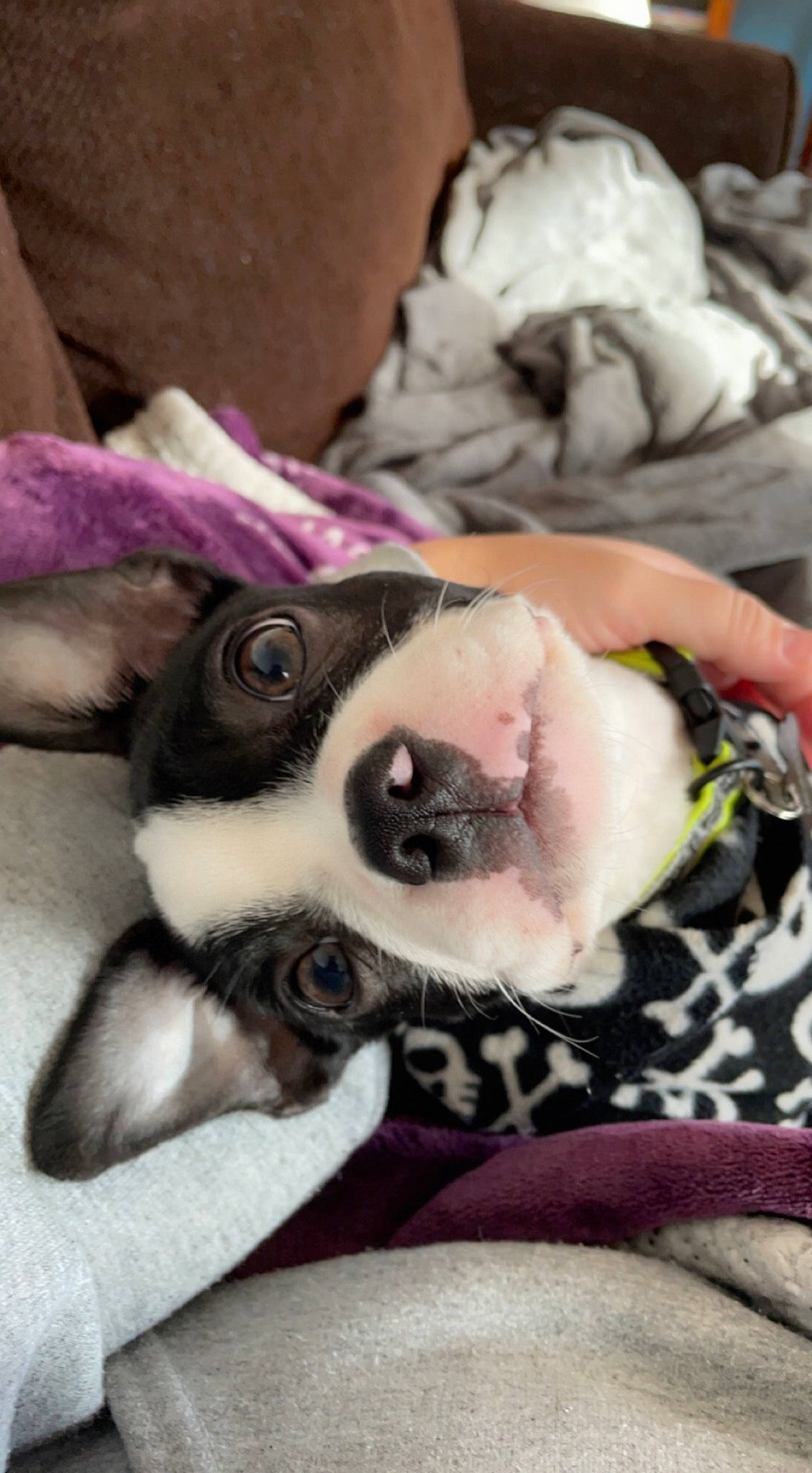 Monster joined the competition — help win amazing prizes! boston_terrier, canidae, carnivore, comfort, companion_dog, dog, dog_breed, fawn, fur, human_leg, linens, magenta, nail, paw, pink, puppy_love, purple, snout, toy_dog, whiskers