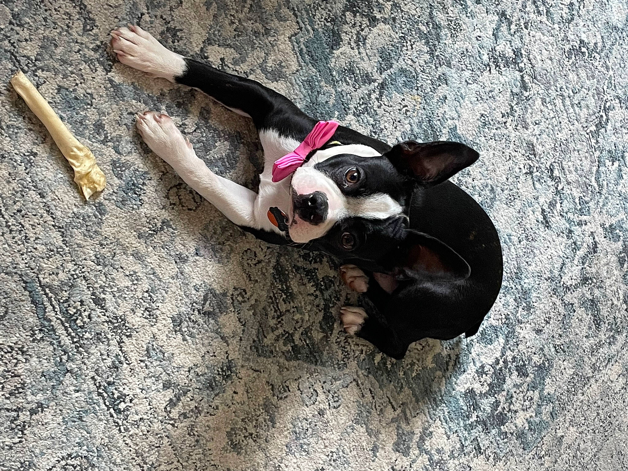 Monster joined the competition — help win amazing prizes! adventure, carmine, climbing, dog_breed, extreme_sport, eyewear, fawn, fictional_character, flash_photography, font, fun, happy, human_body, leisure, recreation, snout, soil, toy, visual_arts, wood