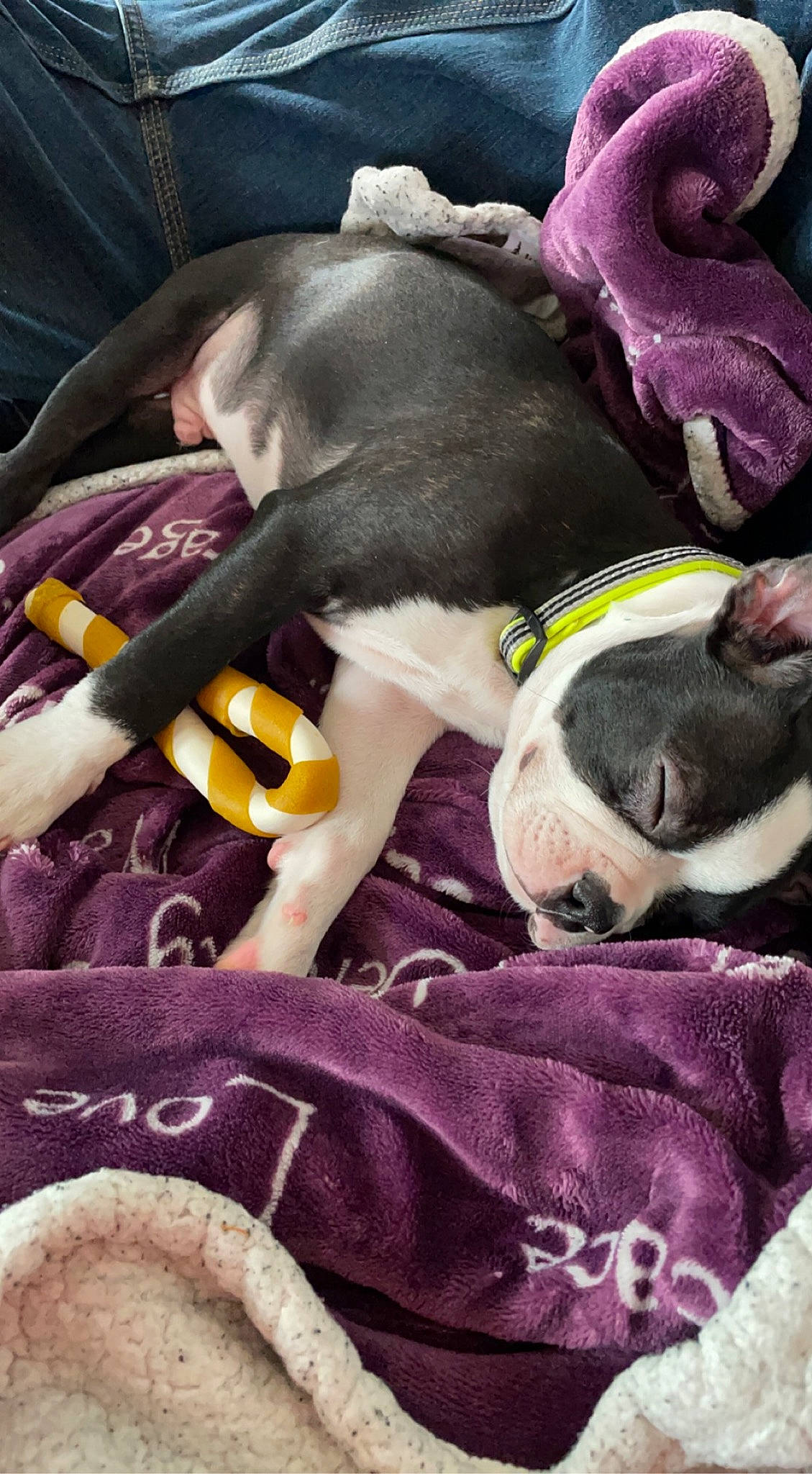 Monster joined the competition — help win amazing prizes! carnivore, collar, comfort, companion_dog, dog, dog_breed, dog_collar, dog_supply, fawn, fur, leash, linens, magenta, pet_supply, purple, snout, sporting_group, stuffed_toy, textile, working_animal