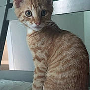 Pumbaa joined the competition — help win amazing prizes! animal, cat, chair, curious, cute, domestic_cat, ears, eyes, feline, fur, indoor, kitten, looking, orange_tabby, pet, sitting, soft_surface, striped_fur, whiskers, young