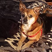 Rosco joined the competition — help win amazing prizes! animal, bed, bedding, black_dog, blanket, brown_dog, companion, cozy, cute, dog, domestic, ears_up, fur, indoor, looking, lying_down, pet, red_harness, resting, small_dog