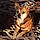 Rosco