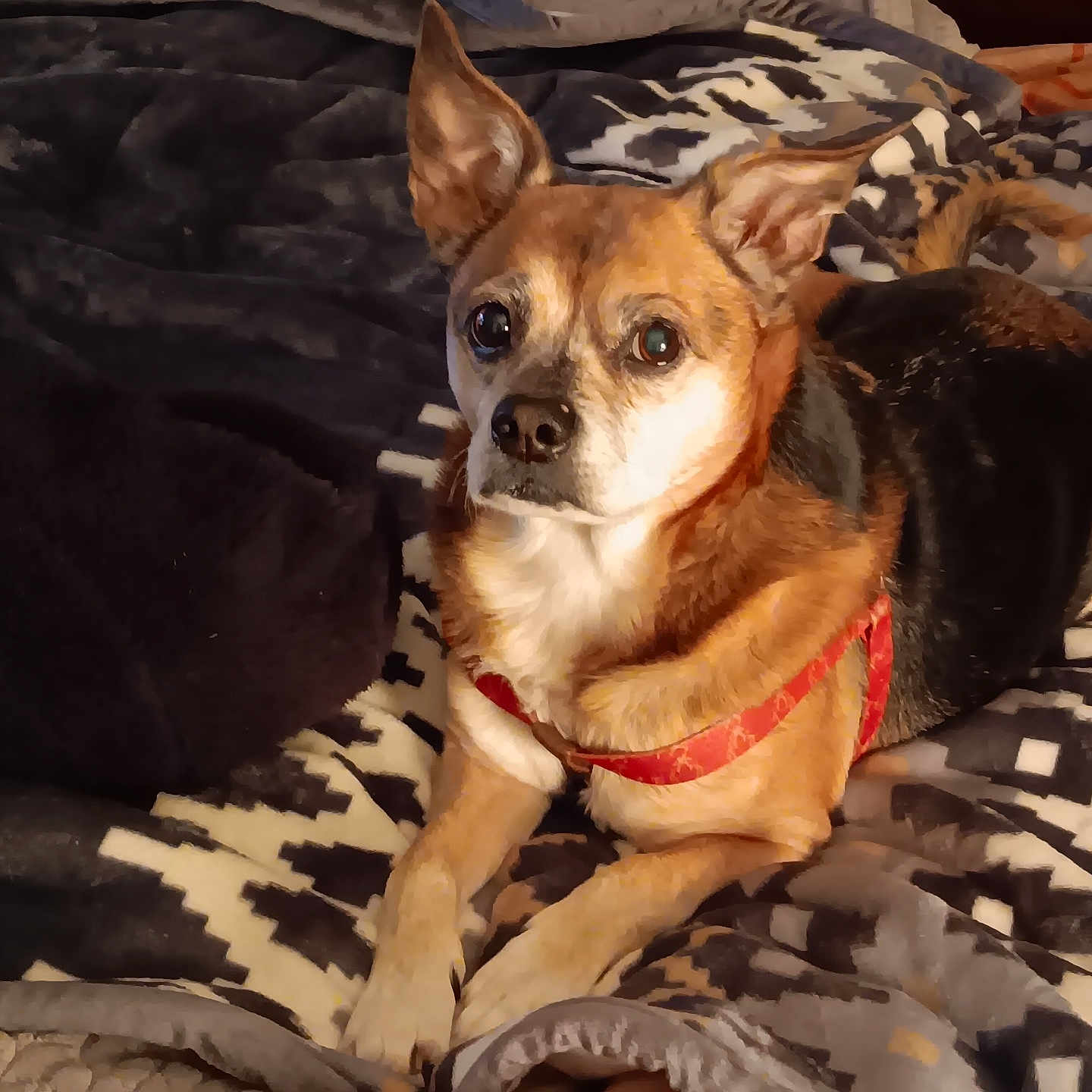 Rosco