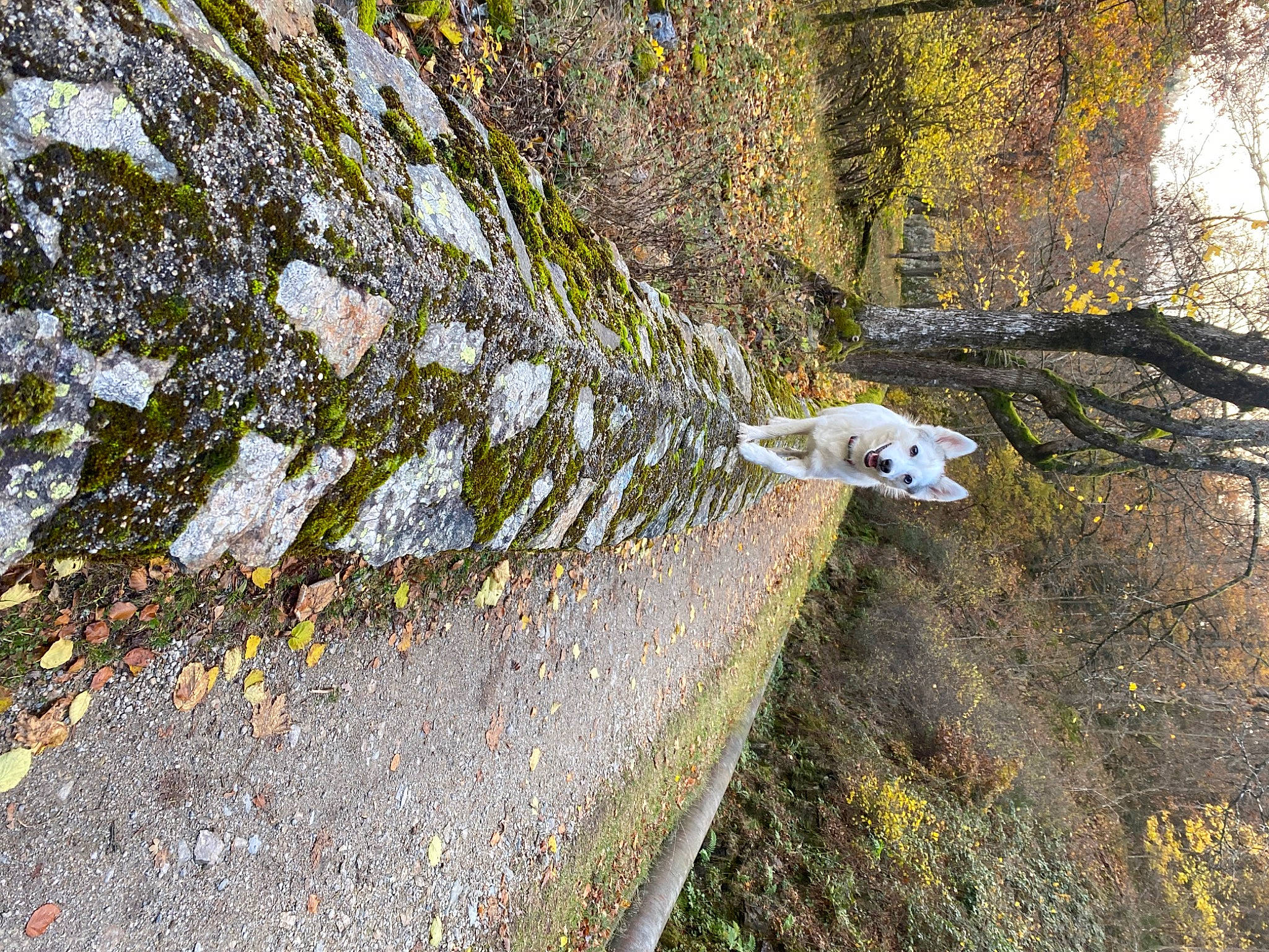 Ladybug participe au concours pour gagner de l'argent avec cette photo : asphalt, bedrock, deciduous, forest, formation, grass, landscape, natural_landscape, outcrop, plant, road_surface, rock, slope, soil, tree, trunk, twig, vegetation, water, wood