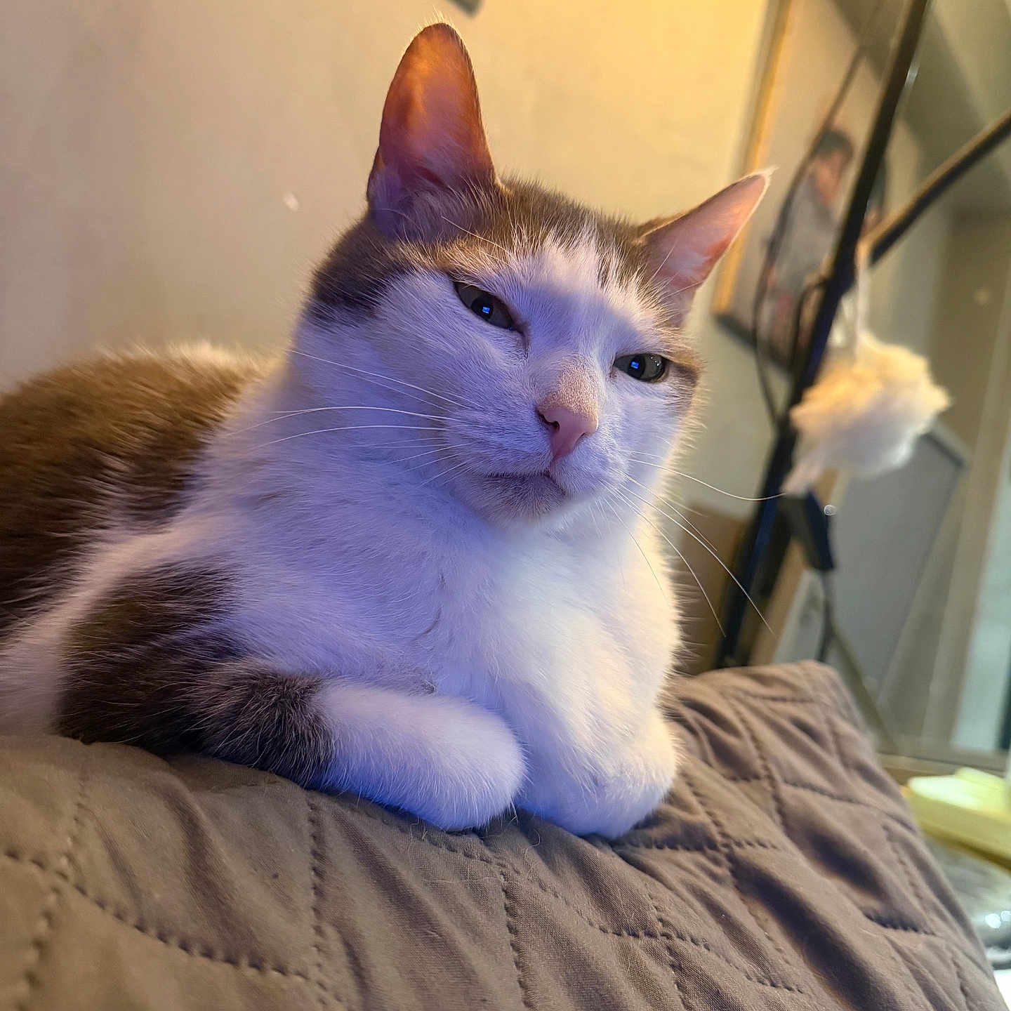 Zezette