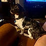dog, pet, black_and_white, leather_couch, living_room, television, remote_control, collar, indoor, furniture, animal, cute, sitting, domestic_animal, home, relaxed, canine, watching, cozy, companion