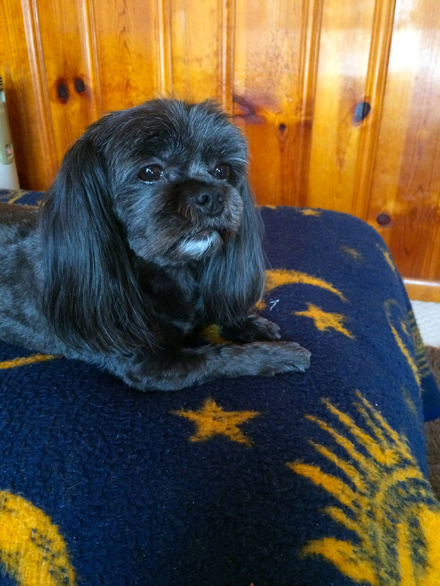 Mr Odie joined the competition — help win amazing prizes! canidae, carnivore, comfort, companion_dog, dog, dog_breed, dog_supply, door, fur, grass, liver, non_sporting_group, shih_tzu, snout, sporting_group, terrestrial_animal, terrier, toy_dog, wood, working_animal