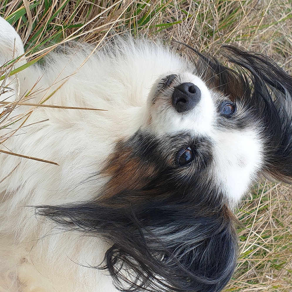 Froufrou