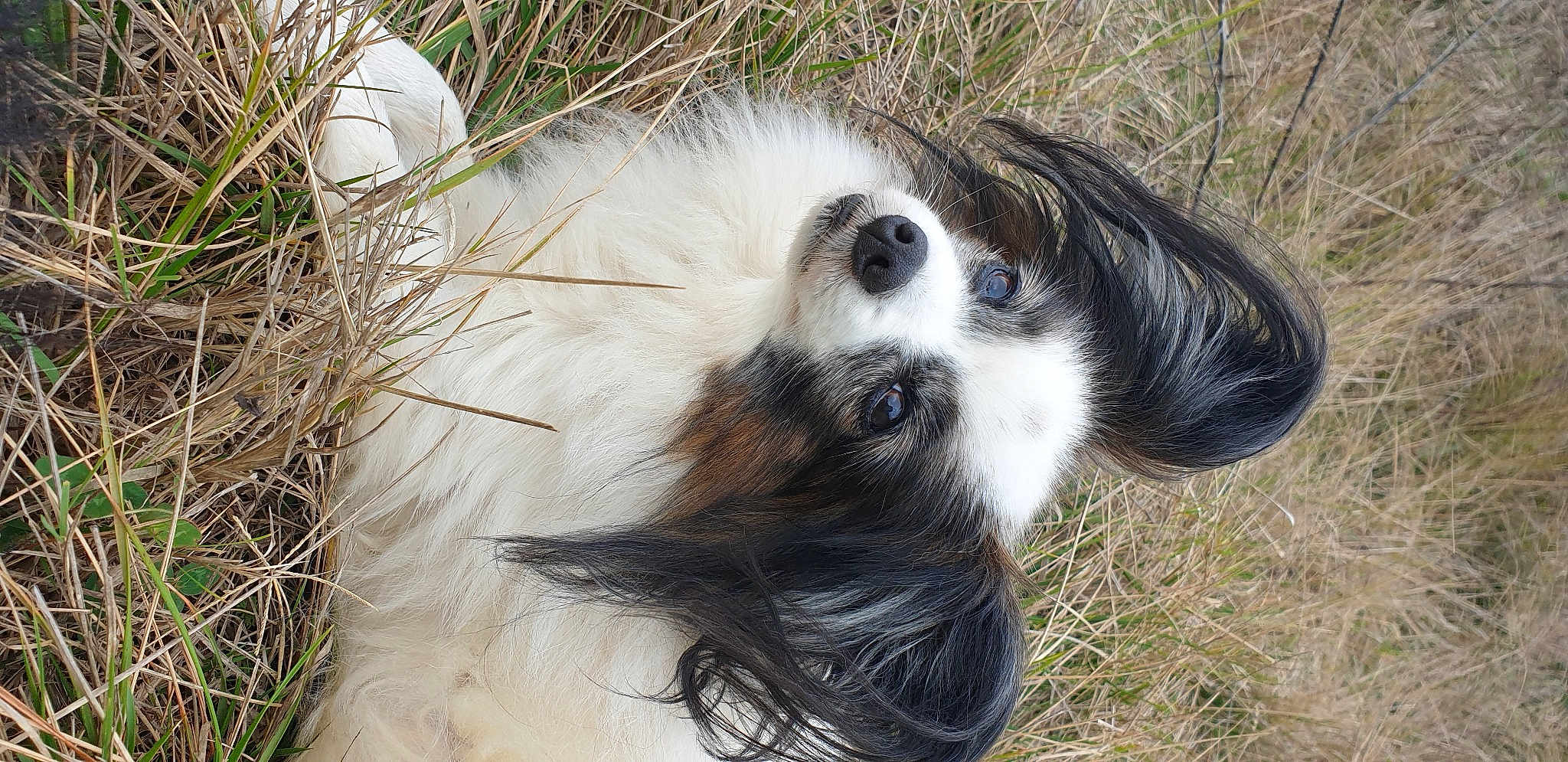 Froufrou