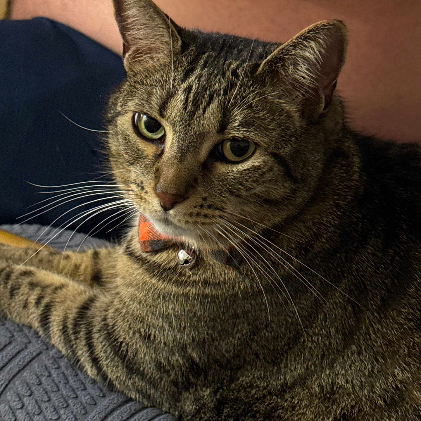 Max is registered to the contest to win money with this photo: animal, bell, cat, close_up, collar, comfort, domestic, ears, eyes, feline, fur, indoor, laying, pet, plaid, relaxed, striped, tabby, texture, whiskers
