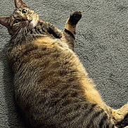 Max joined the competition — help win amazing prizes! tabby_cat, cat, pet, feline, lying_down, carpet, indoor, wide_eyes, whiskers, fur, striped, paw, playful, cute, domestic_animal, relaxed, animal, mammal, looking_up, alert