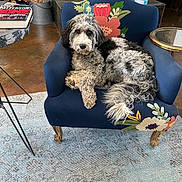 Boomer is registered to the contest to win money with this photo: dog, armchair, floral_embroidery, indoor, rug, wood_pile, side_table, book, air_purifier, furniture, cozy, curly_fur, pet, relaxed, blue, decor, floor, living_room, animal, comfortable