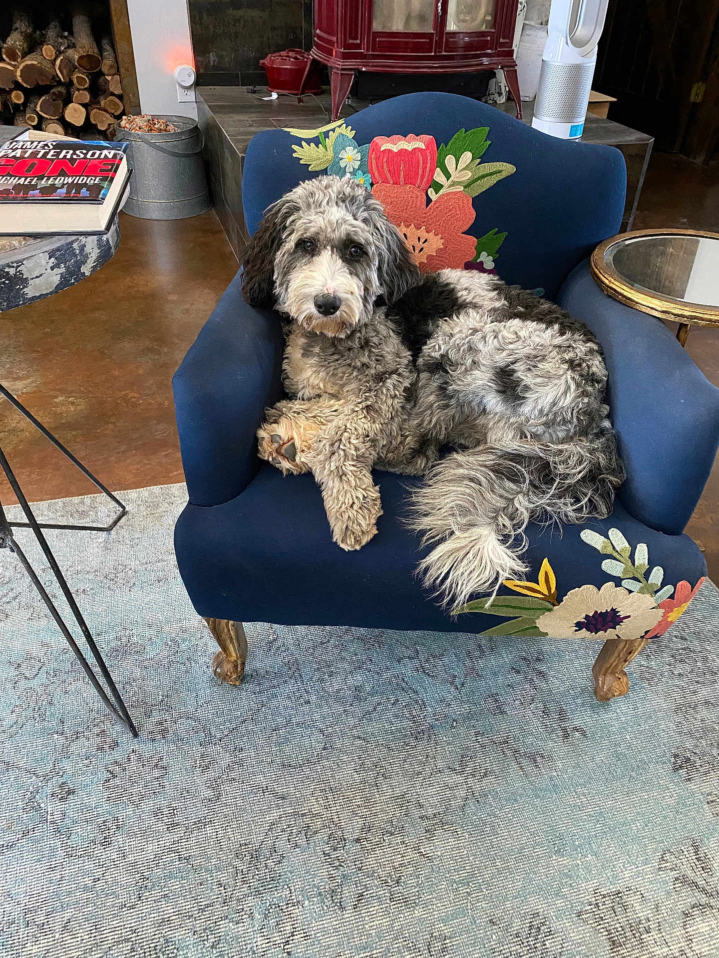 Boomer is registered to the contest to win money with this photo: dog, armchair, floral_embroidery, indoor, rug, wood_pile, side_table, book, air_purifier, furniture, cozy, curly_fur, pet, relaxed, blue, decor, floor, living_room, animal, comfortable