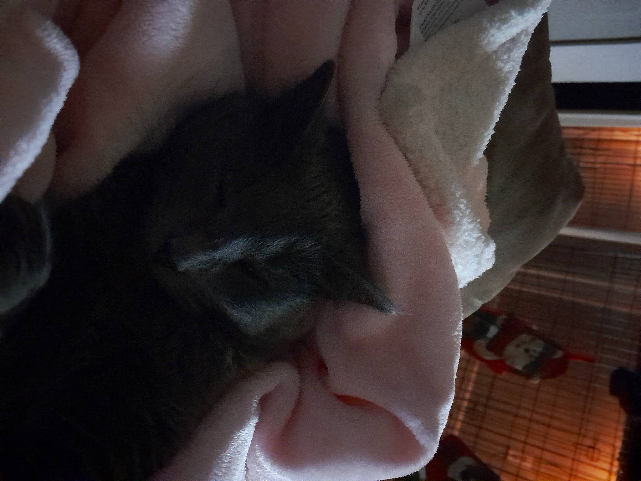 Buffy joined the competition — help win amazing prizes! abdomen, carmine, cat, chest, comfort, eyelash, fashion_accessory, felidae, finger, fur, gesture, human_leg, jaw, linens, nail, petal, small_to_medium_sized_cats, tail, trunk, whiskers