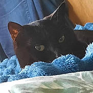 Mimine participe au concours pour gagner de l'argent avec cette photo : animal, black_cat, blanket, blue_blanket, cat, closeup, comfort, cozy, curious, cute, domestic_animal, eyes, face, fur, indoor, pet, relaxing, resting, soft_texture, whiskers