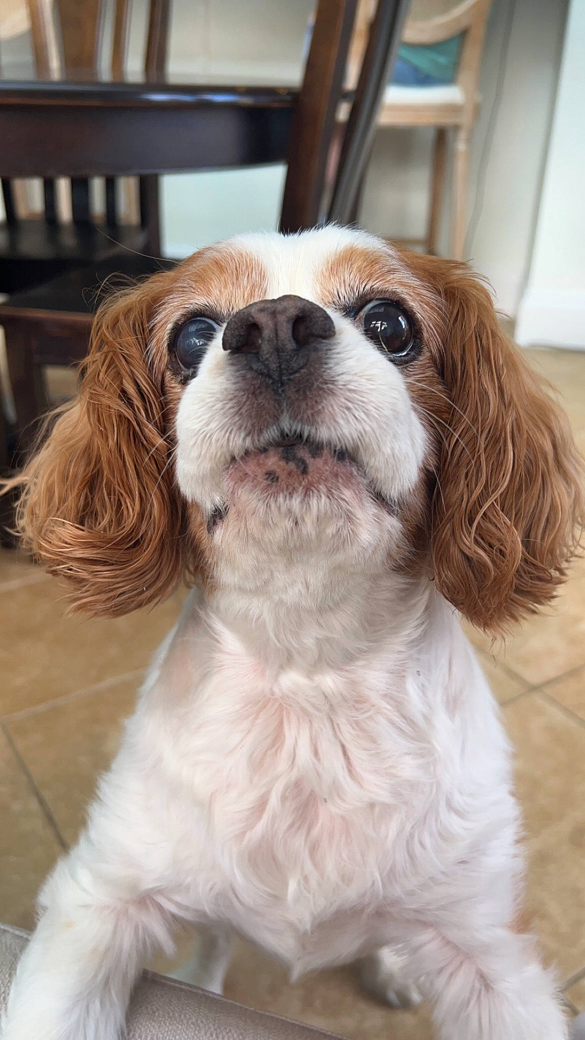 Dudley joined the competition — help win amazing prizes! canidae, carnivore, cavalier_king_charles_spaniel, companion_dog, dog, dog_breed, door, eye, fawn, fur, gun_dog, head, king_charles_spaniel, liver, snout, spaniel, sporting_group, toy_dog, whiskers, working_animal