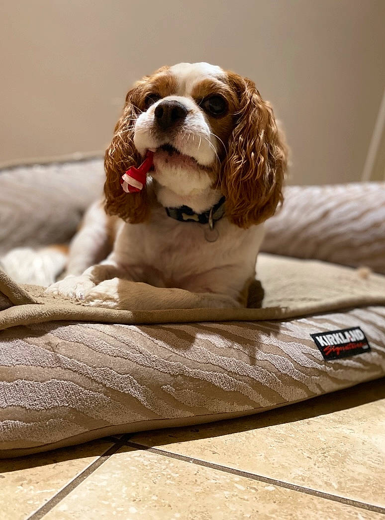 Dudley is registered to the contest to win money with this photo: bored, carnivore, cocker_spaniel, comfort, companion_dog, dog, dog_breed, fawn, gun_dog, hardwood, linens, liver, snout, sporting_group, terrestrial_animal, whiskers, window, wood