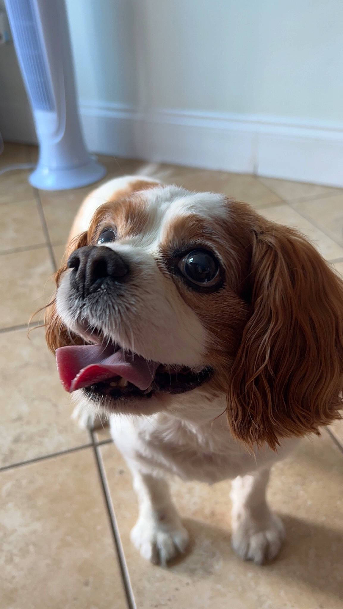 Dudley is registered to the contest to win money with this photo: canidae, carnivore, collar, companion_dog, dog, dog_breed, dog_collar, door, fawn, fur, gun_dog, head, liver, pet_supply, snout, spaniel, sporting_group, toy_dog, whiskers, working_animal