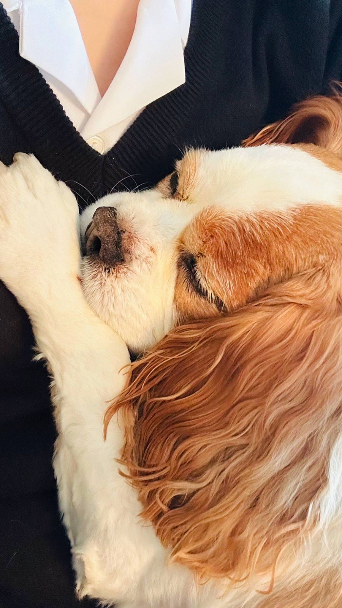 Dudley joined the competition — help win amazing prizes! canidae, carnivore, comfort, companion_dog, dog, dog_breed, ear, fawn, fur, hair, happy, head, paw, puppy_love, snout, sporting_group, sunglasses, toy_dog, whiskers, working_animal