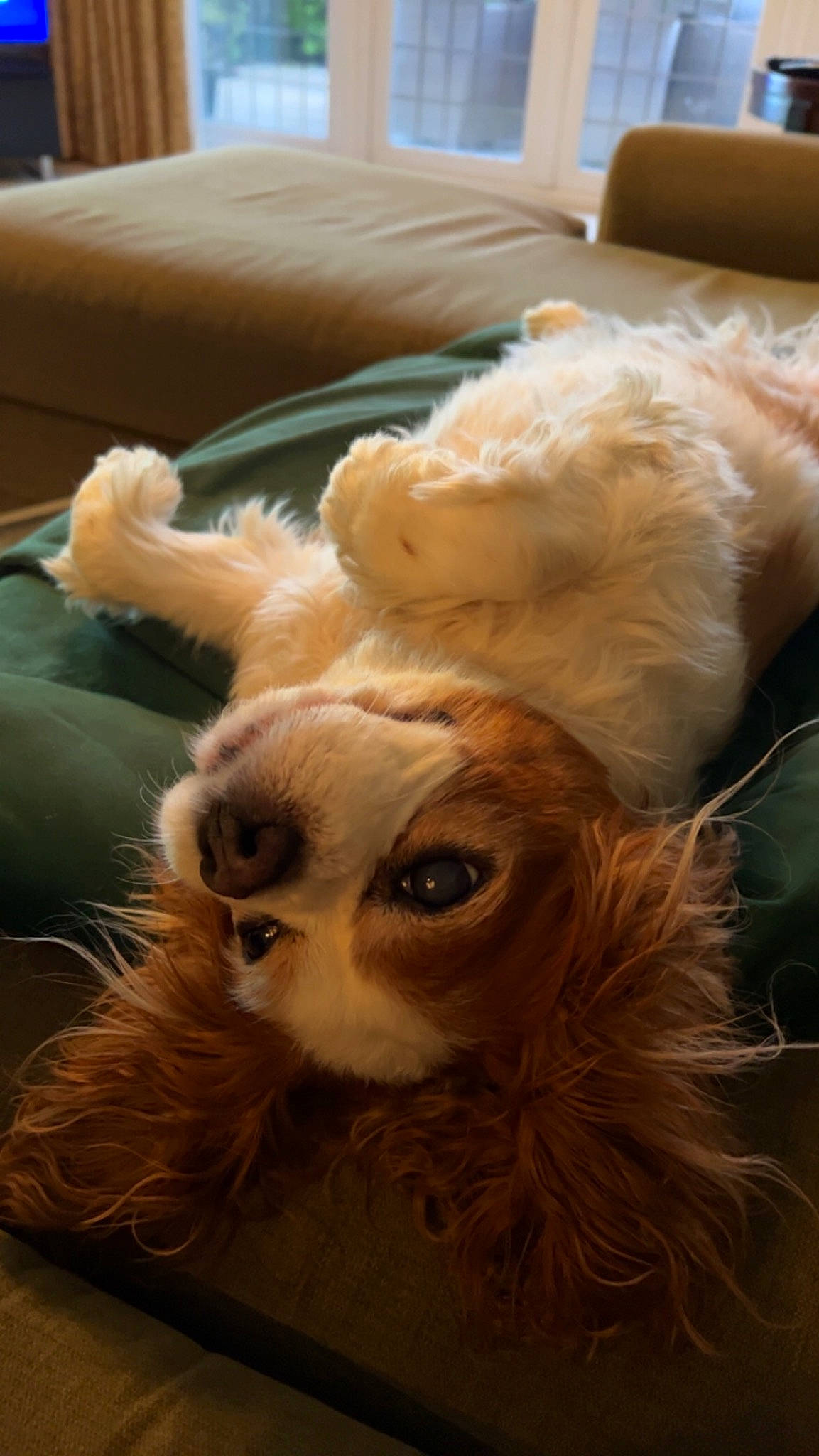 Dudley is registered to the contest to win money with this photo: canidae, carnivore, companion_dog, dog_breed, ear, event, eye, eyelash, fawn, felidae, fur, glasses, plush, snout, sporting_group, stuffed_toy, toy, vertebrate, whiskers, working_animal