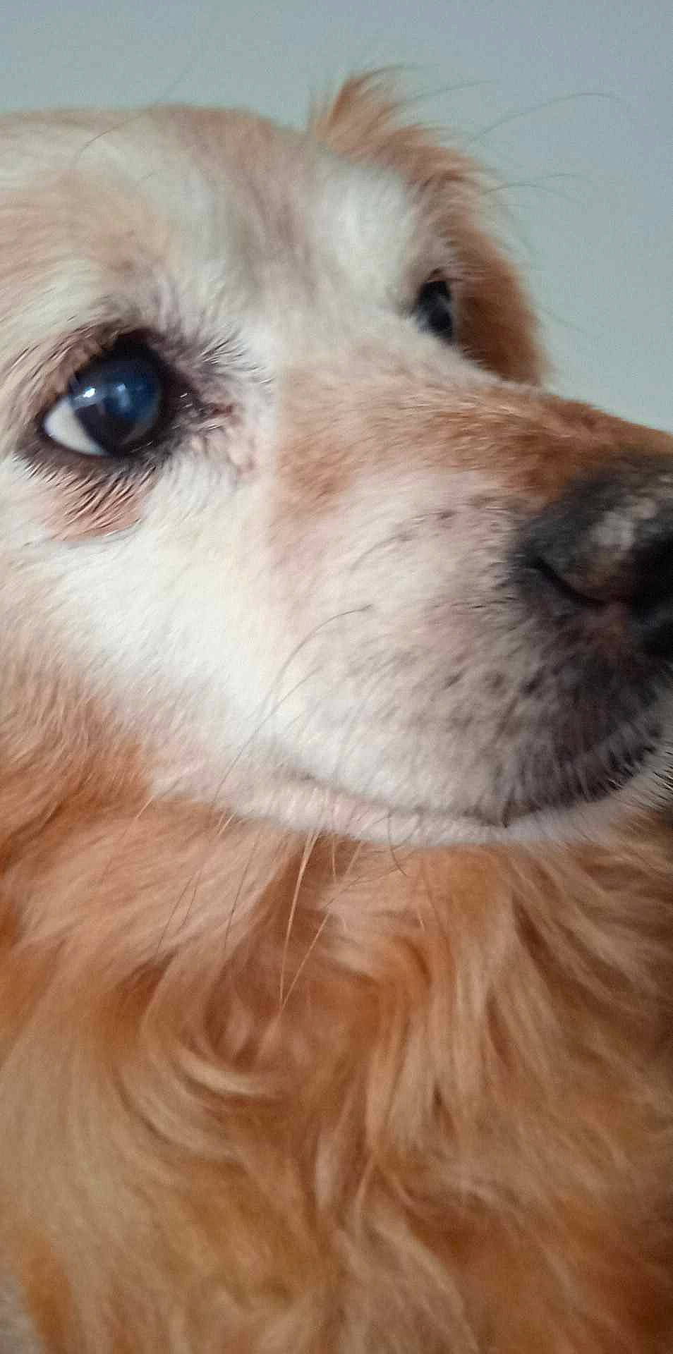 Caramel participe au concours pour gagner de l'argent avec cette photo : canidae, carnivore, companion_dog, dog, dog_breed, dog_collar, ear, eyelash, fawn, fur, liver, paw, puppy, retriever, sporting_group, terrestrial_animal, toy_dog, whiskers, wildlife, working_animal