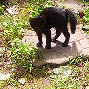 Muddpie joined the competition — help win amazing prizes! black_cat, cat, animal, outdoor, greenery, plants, grass, stone_path, sunlight, nature, curious, feline, pet, wildlife, daylight, shadow, leaf, ground, walking, alert