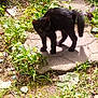black_cat, cat, animal, outdoor, greenery, plants, grass, stone_path, sunlight, nature, curious, feline, pet, wildlife, daylight, shadow, leaf, ground, walking, alert