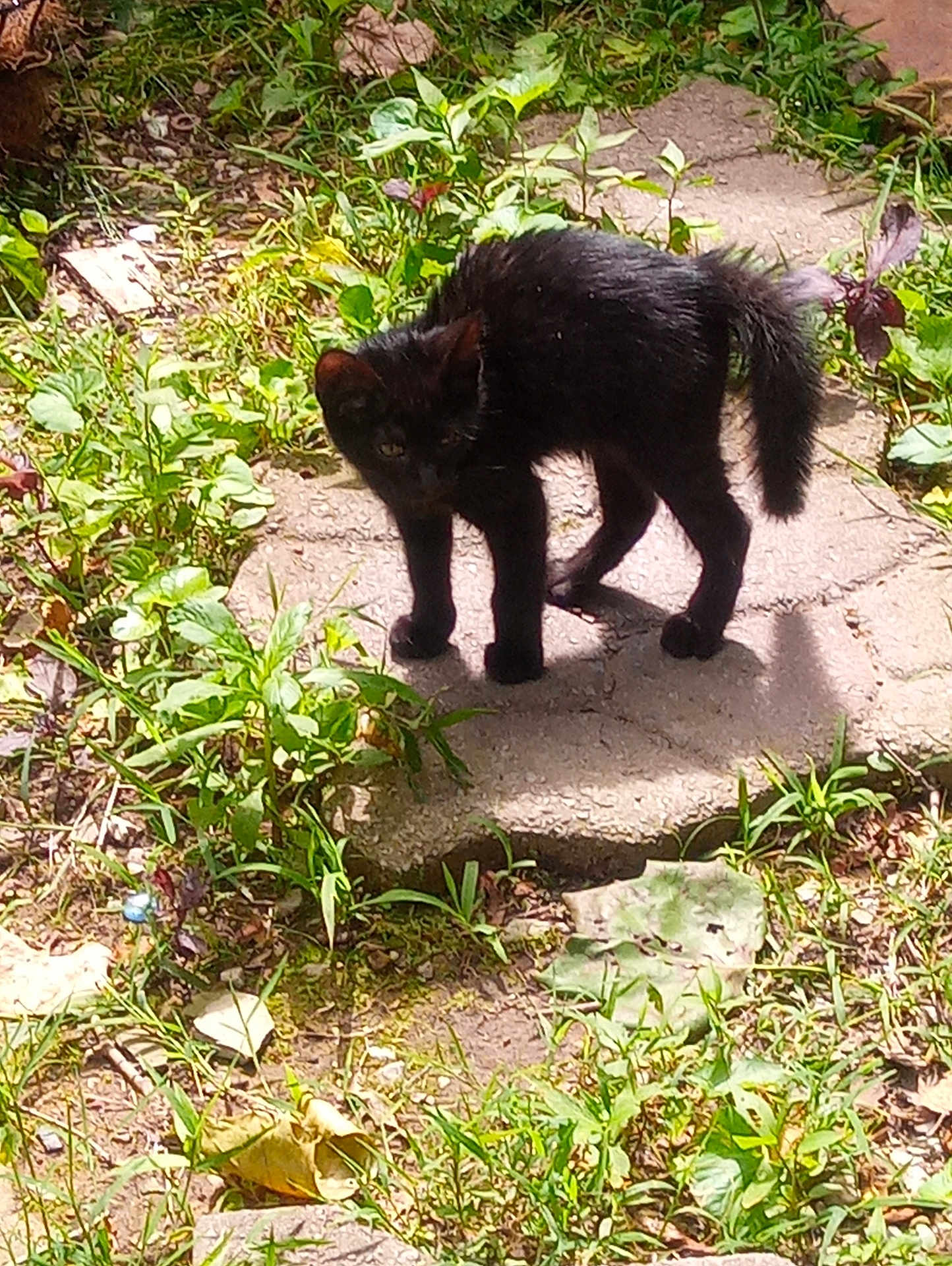 Muddpie joined the competition — help win amazing prizes! black_cat, cat, animal, outdoor, greenery, plants, grass, stone_path, sunlight, nature, curious, feline, pet, wildlife, daylight, shadow, leaf, ground, walking, alert