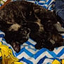 Muddpie is registered to the contest to win money with this photo: animal, blanket, blue, cat, comfort, cozy, cute, domestic, fur, home, indoor, laying, pattern, pet, relaxing, resting, sleeping, soft, striped, yellow