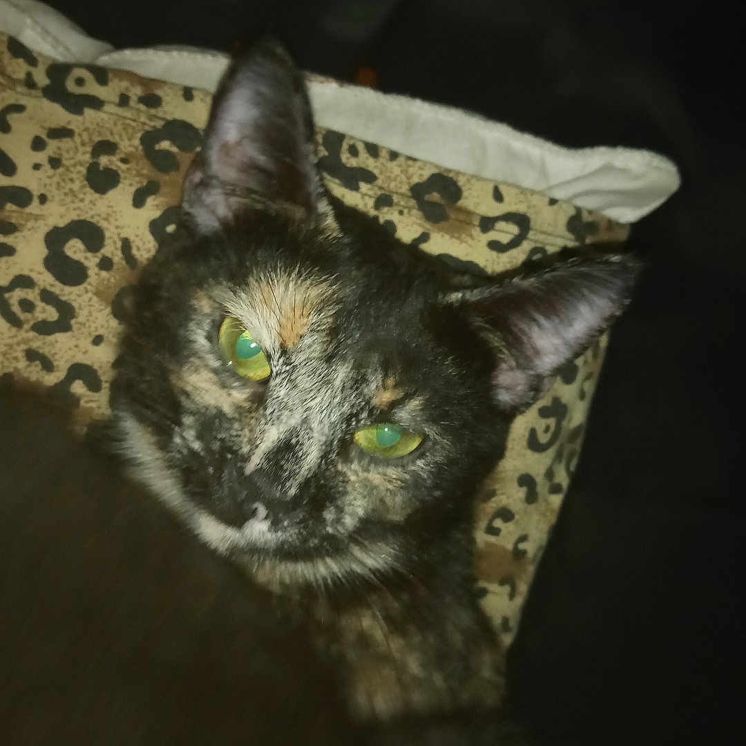 Muddpie is registered to the contest to win money with this photo: animal, cat, close_up, cozy, cute, dark_background, domestic_animal, ears, feline, fur, green_eyes, indoor, leopard_print, mammal, pet, pillow, resting, sleepy, tortoiseshell, whiskers