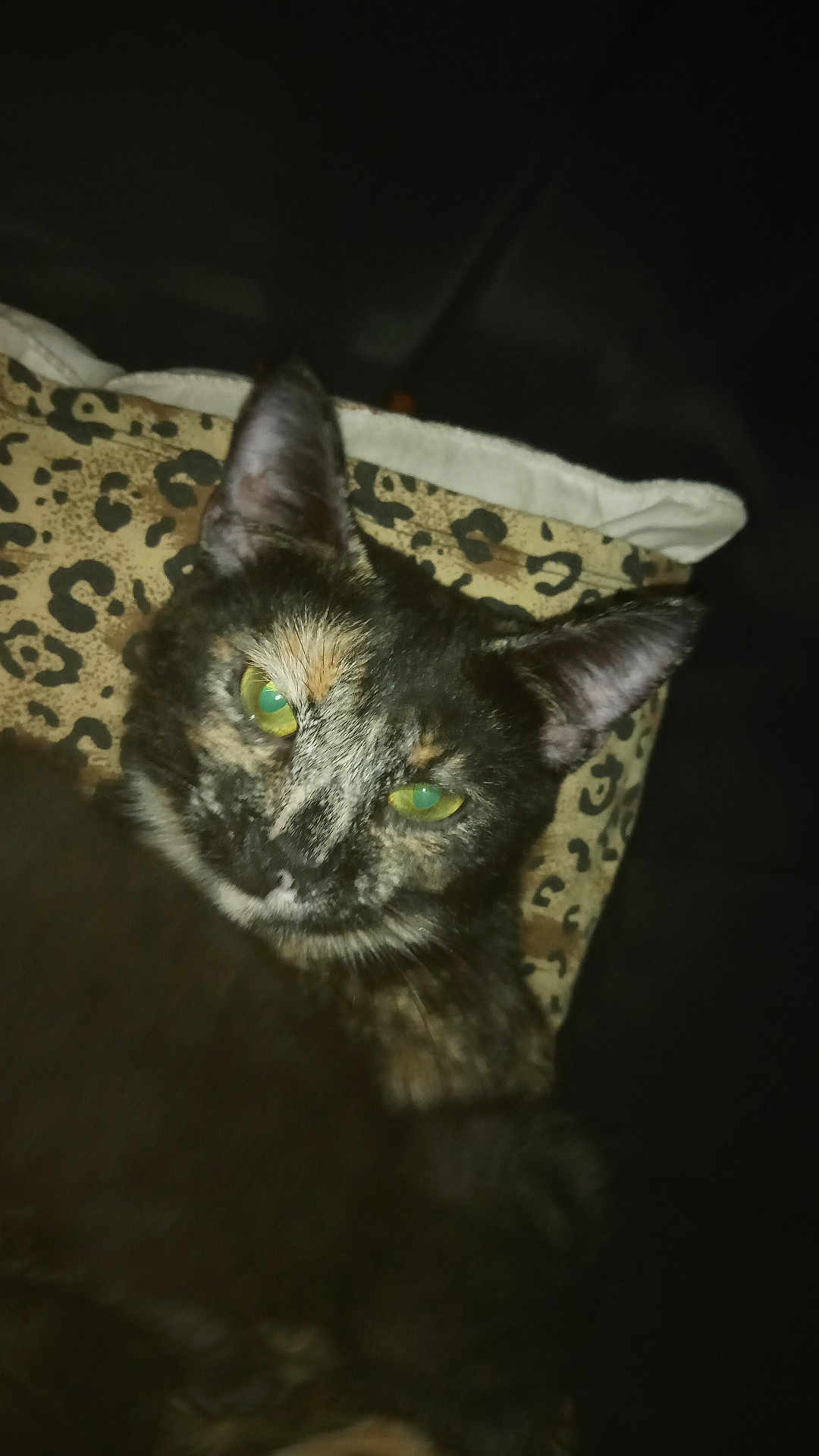 Muddpie is registered to the contest to win money with this photo: animal, cat, close_up, cozy, cute, dark_background, domestic_animal, ears, feline, fur, green_eyes, indoor, leopard_print, mammal, pet, pillow, resting, sleepy, tortoiseshell, whiskers