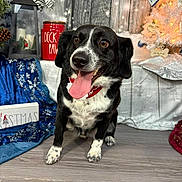 Prince is registered to the contest to win money with this photo: black_and_white, blue_fabric, christmas, collar, cute, decorations, dog, festive, happy, holiday_decor, indoor, lantern, pet, red_jar, smiling, snowflakes, tongue, tongue_out, white_tree, wood_floor