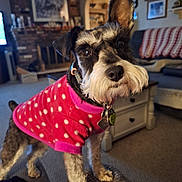 Shiloh joined the competition — help win amazing prizes! carpet, close_up, collar, couch, cozy, curious, dog, ears, fur, furniture, homedecor, indoor, living_room, pet, pink, polka_dot, schnauzer, standing, sweater, tag