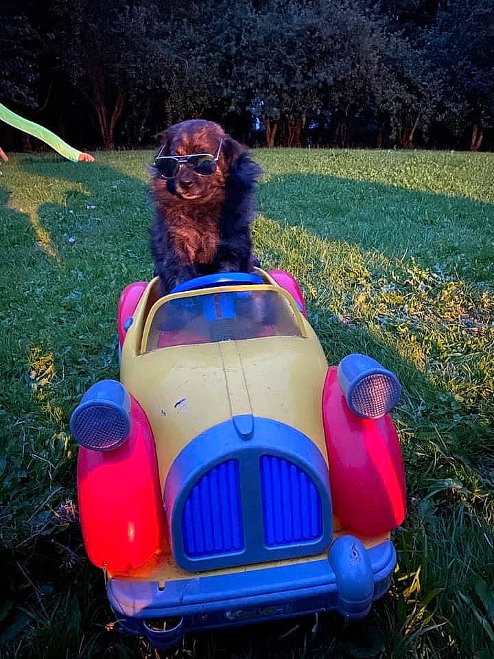 Mignon participe au concours pour gagner de l'argent avec cette photo : automotive_design, automotive_exterior, automotive_lighting, automotive_tire, automotive_wheel_system, bumper, car, classic, classic_car, dog, dog_breed, fender, grass, mode_of_transport, motor_vehicle, plant, tire, vehicle, vehicle_registration_plate, wheel