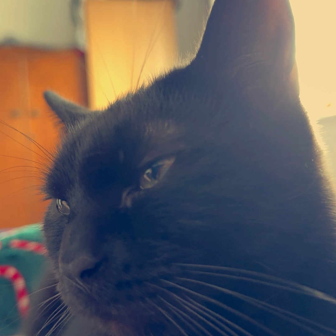 Midnight is registered to the contest to win money with this photo: abyssinian, animal, blackcat, cat, kitten, manx, pet