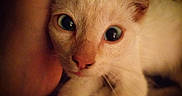 Odin is registered to the contest to win money with this photo: kitten, cat, close_up, animal, pet, fur, eyes, hand, cute, snuggle, warm_light, cozy, indoor, mammal, whiskers, portrait, young, feline, soft, domestic_animal