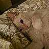 Odin joined the competition — help win amazing prizes! cat, animal, pet, cream_colored, bed, blanket, indoor, relaxed, feline, whiskers, paw, cute, sleepy, closeup, portrait, fur, resting, cozy, comfort, domestic