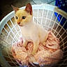 Odin is registered to the contest to win money with this photo: kitten, cat, laundry_basket, pink_cloth, curious, blue_eyes, white, pet, animal, indoor, feline, cute, small, young, soft_focus, cozy, domestic, fur, sitting, basket